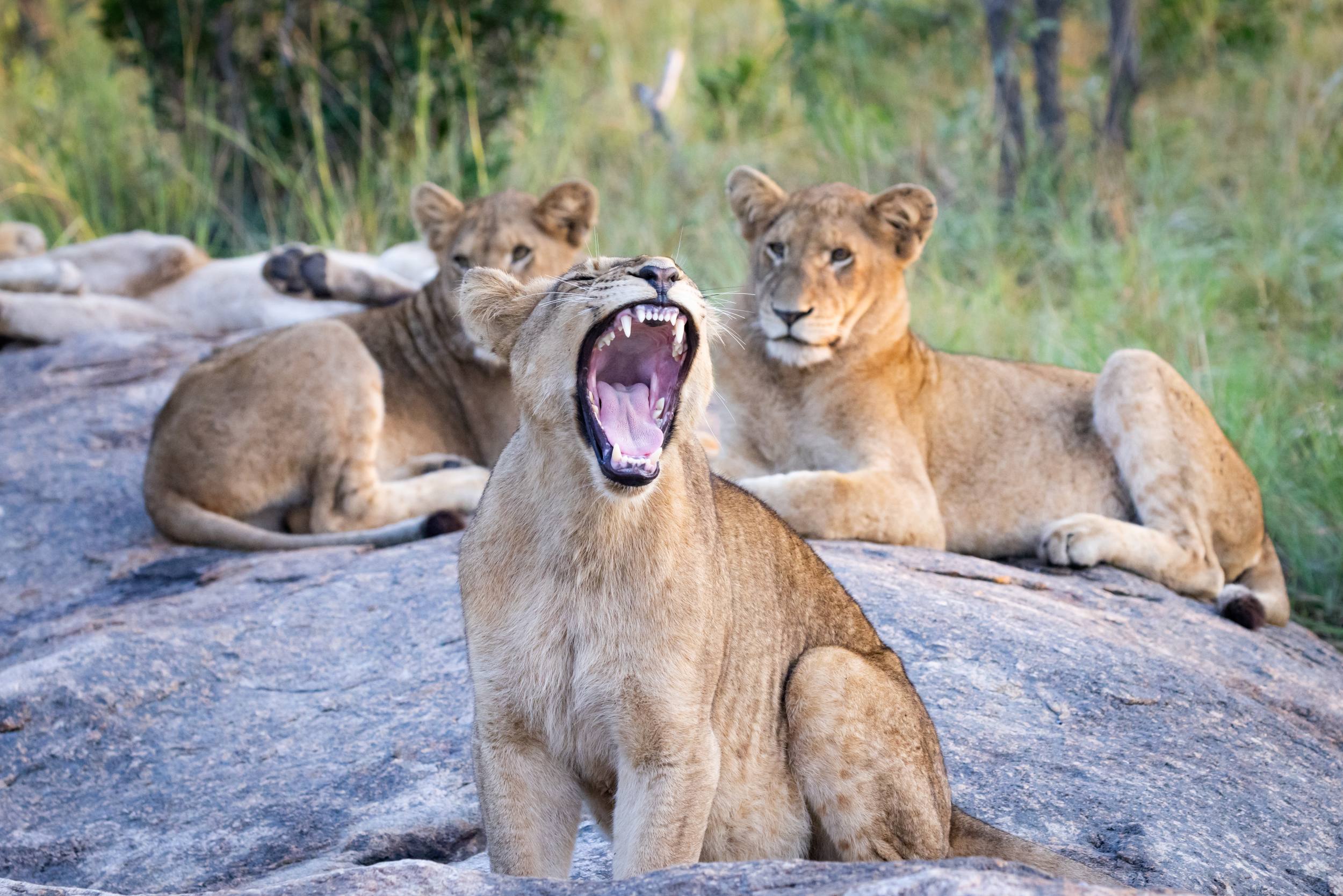 Kirkman's Kamp in Sabi Sand Game Reserve 4 nights on safaris - PerryGolf Small Group Tour